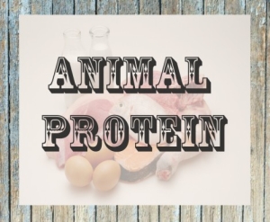 Animal-protein-470x388